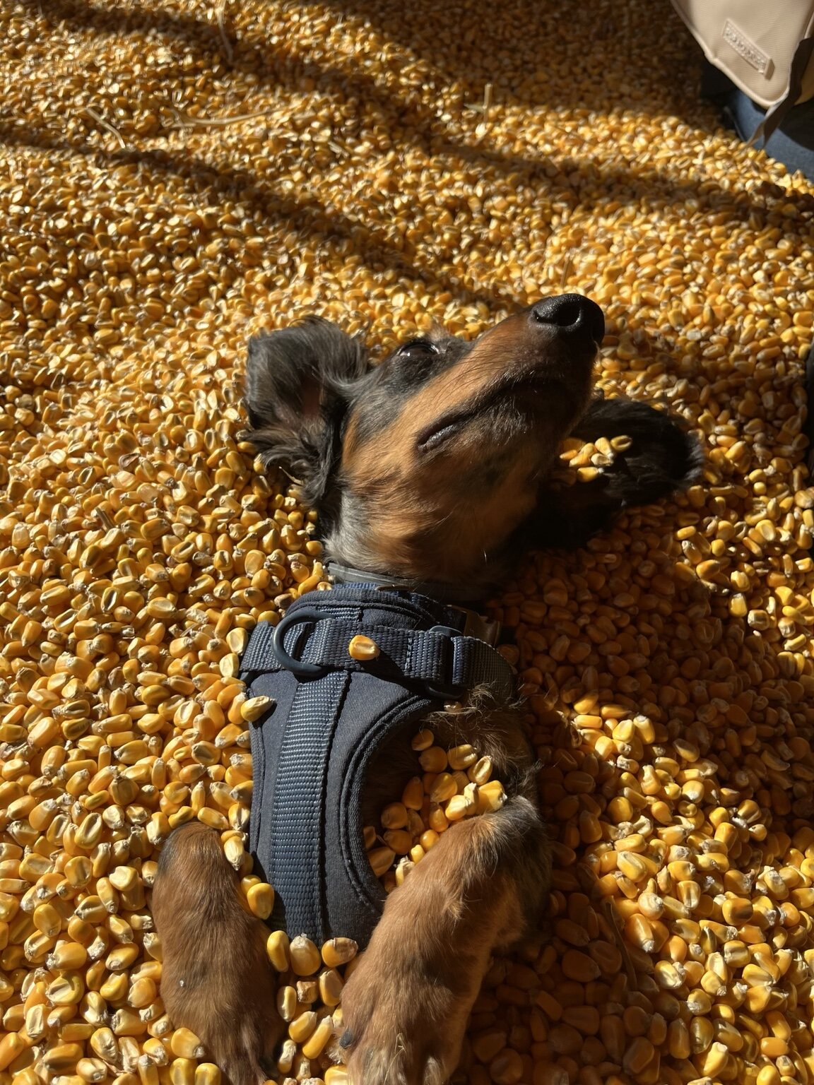 Frank lies on his back in a sunlit pit of corn kernels