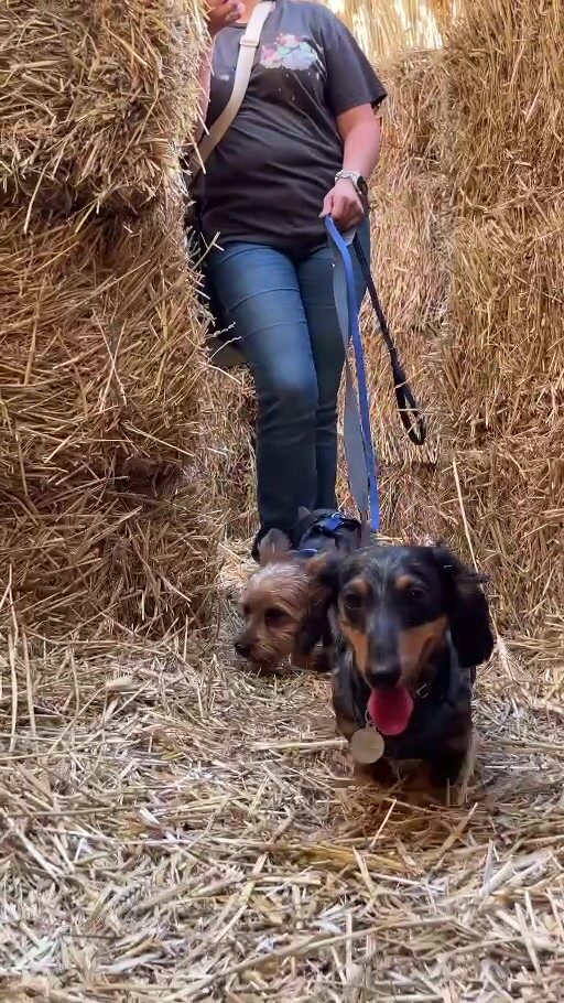 Frank charges toward the camera through a hay maze with his friend
