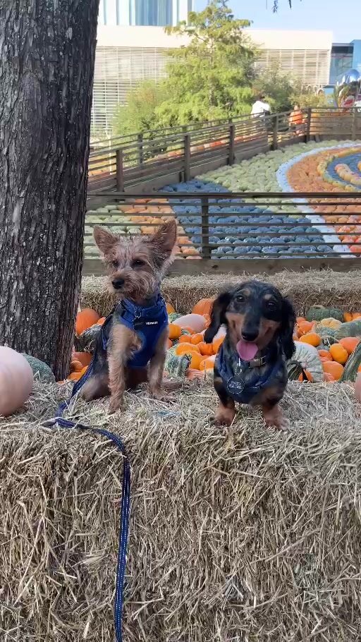 Frank and his terrier friend sit together on a hay bale