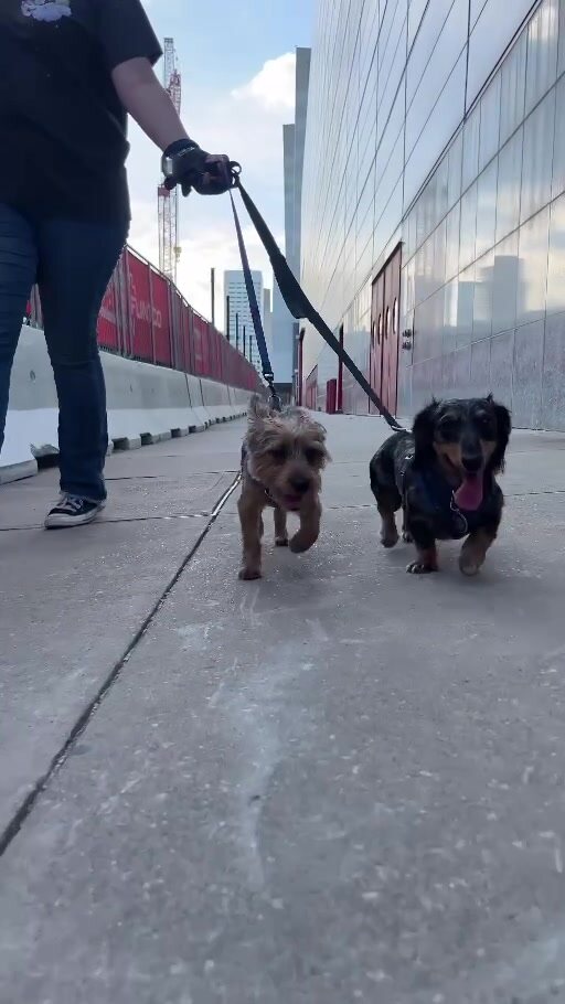 Frank and his terrier friend walk toward the camera on a city sidewalk