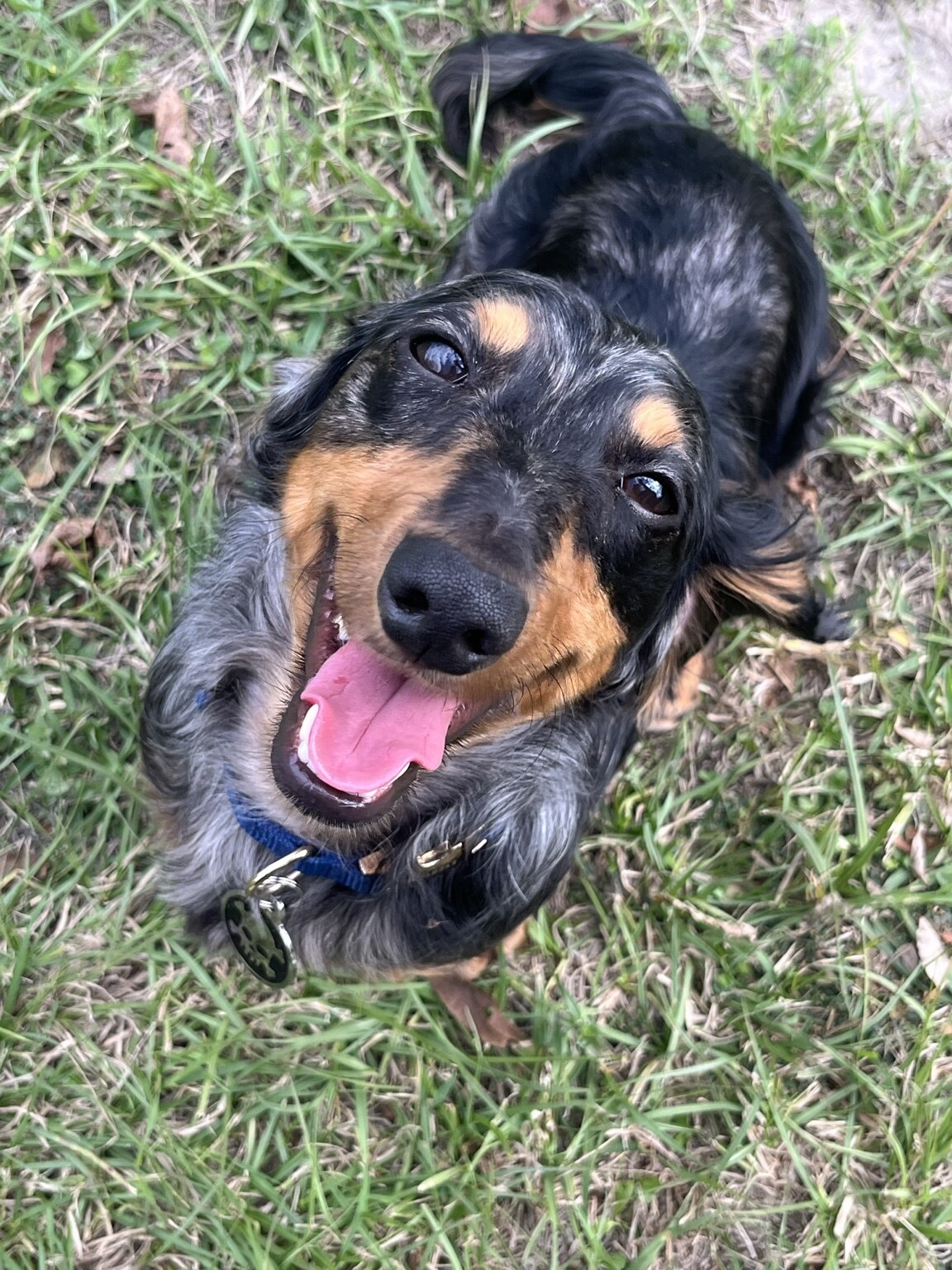 Frank looks up at the camera while smiling in the grass